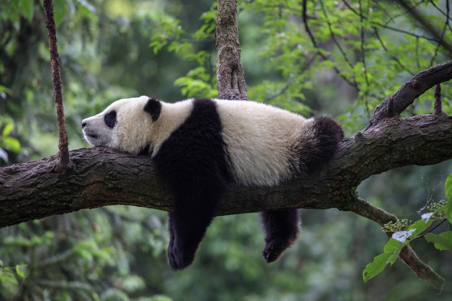 oso-panda-durmiendo-en-la-rama-de-un-árbol
